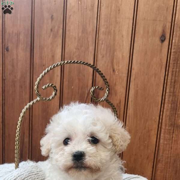 Joy, Havanese Puppy